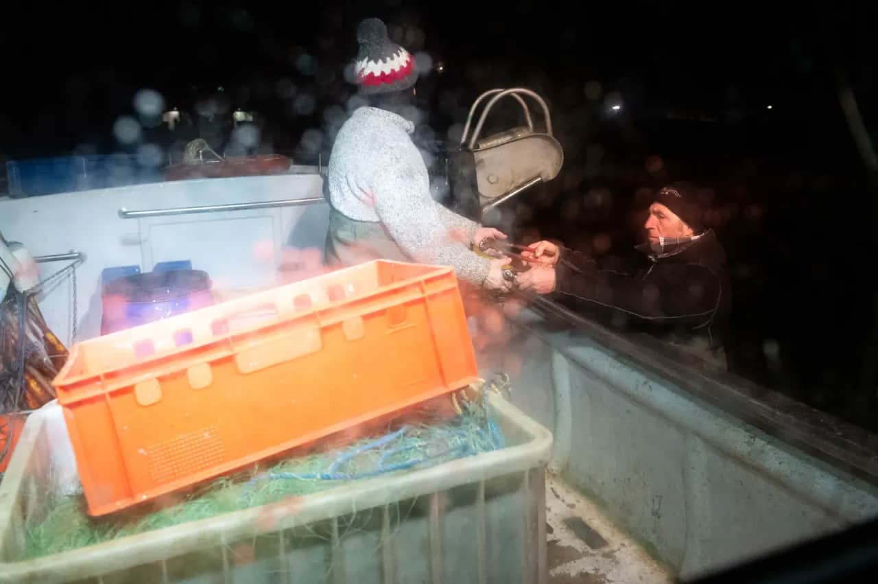 Połów śledzi w Bałtyku: Kiedy i gdzie zaplanować udany połów?