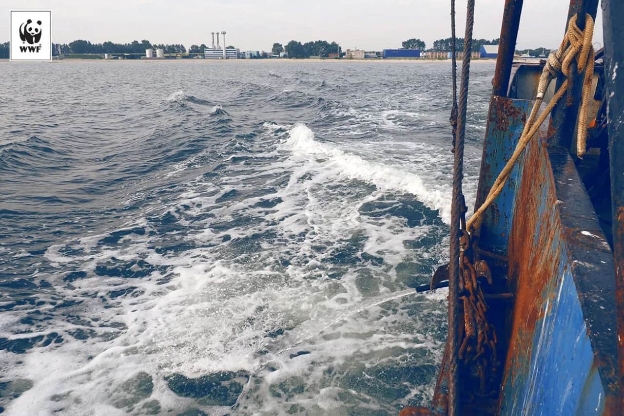 Bałtyk: Jak protisty kształtują życie i sygnalizują zagrożenia?