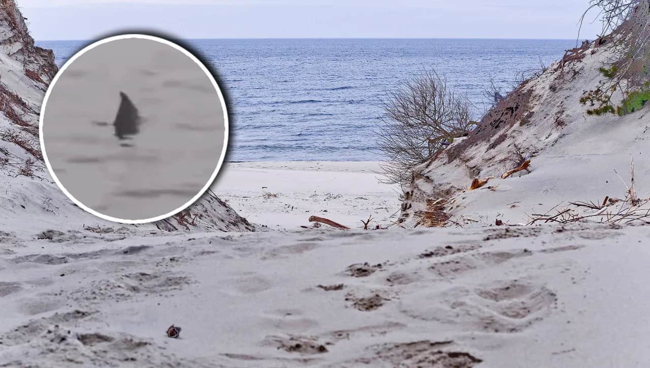 Czy rekiny w Bałtyku są groźne? Rozwiewamy mity!