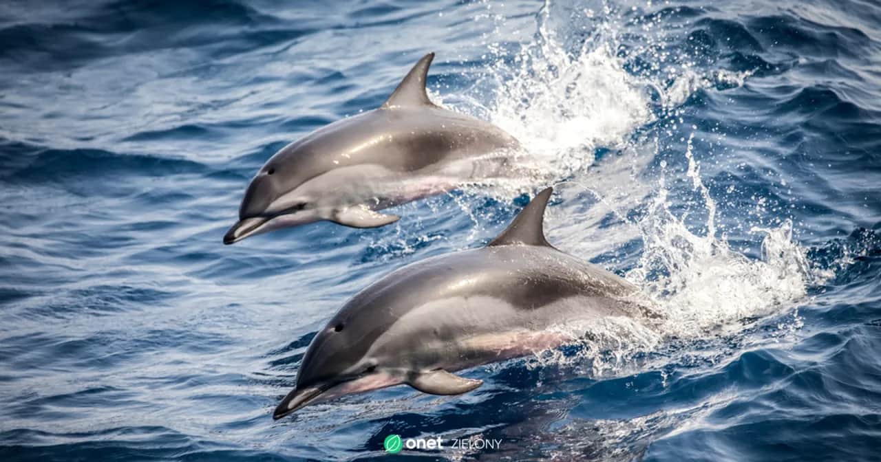 Delfiny w Bałtyku? Rzadkość! Dlaczego tu trafiają i jak pomóc?
